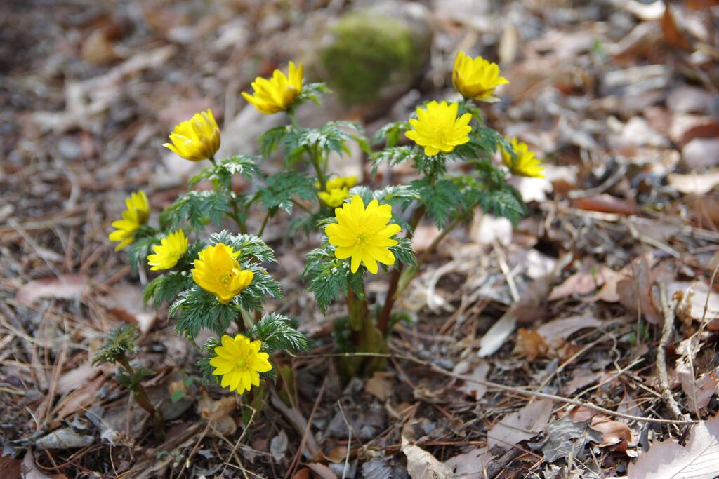 ぐんま昆虫の森⑨