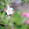 りんごの花