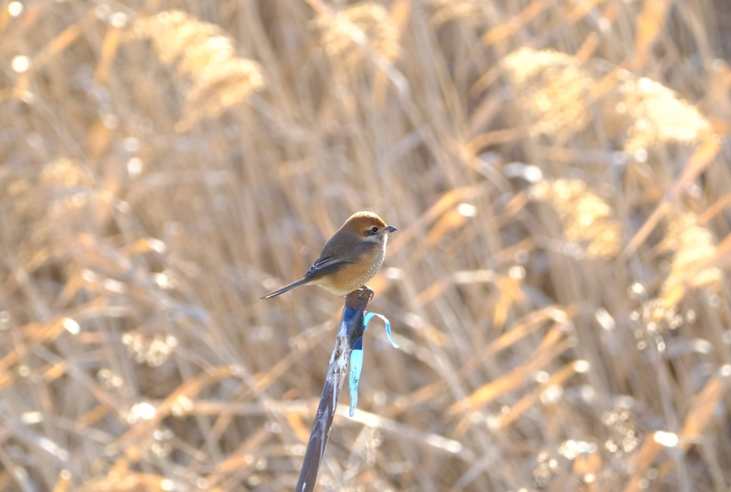 百舌鳥①