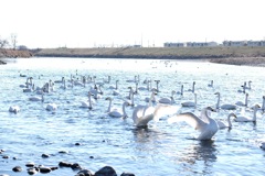 烏川の白鳥⑤