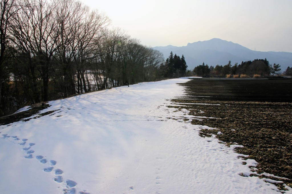 残雪③