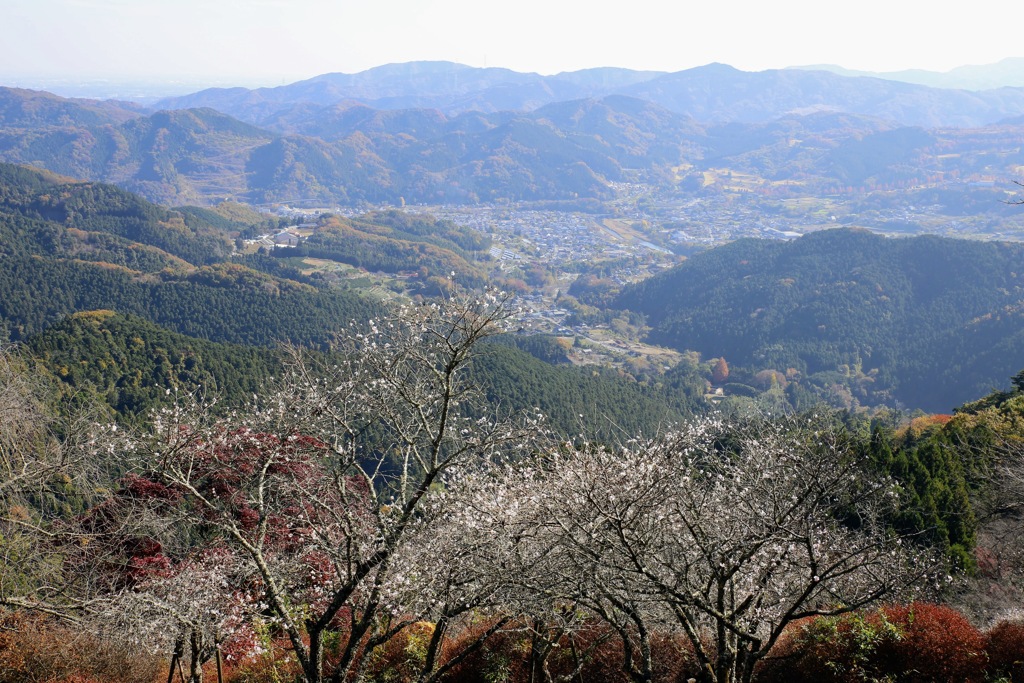 桜山公園⑤