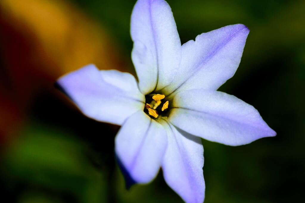 庭の花③