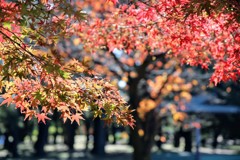 敷島公園の紅葉④