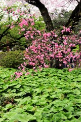紅八重桜＆蕗