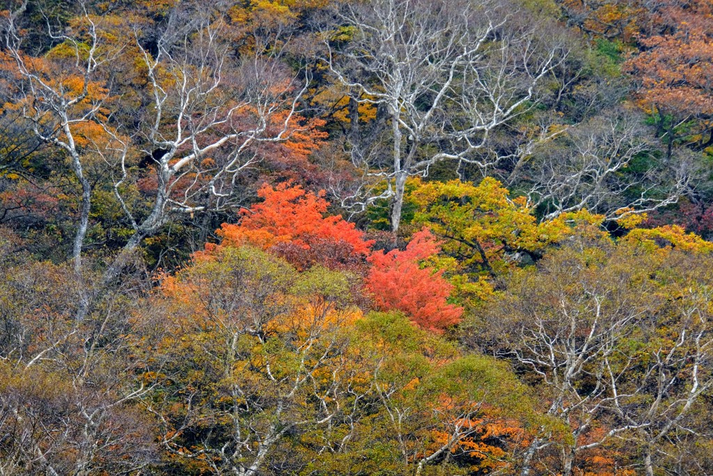 赤城山紅葉④