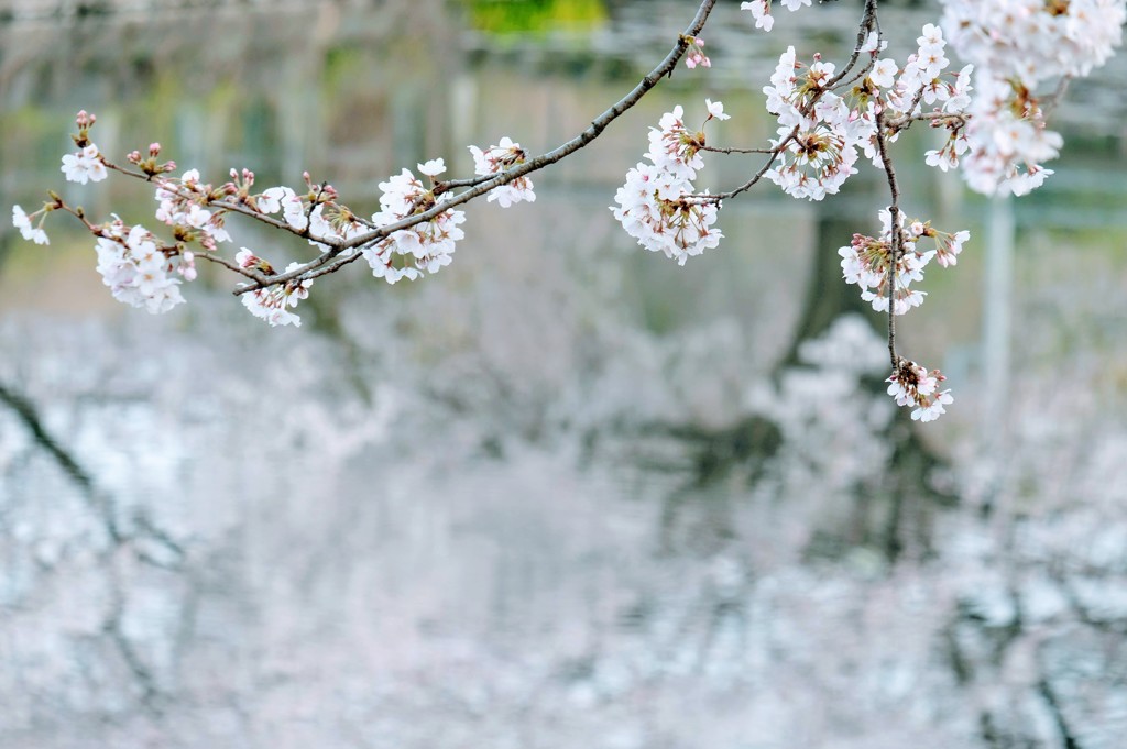 桜②