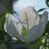 モミジアオイ①