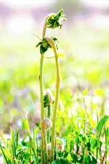 睦まじく