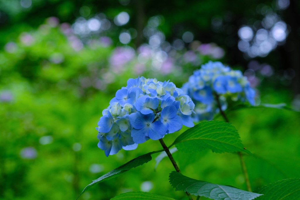 紫陽花①