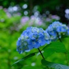 紫陽花①