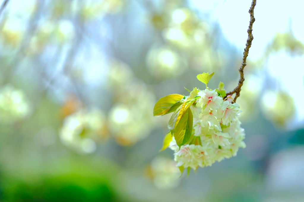 八重桜④