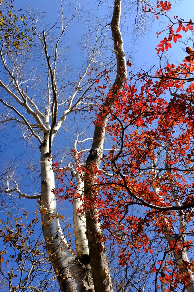 残り紅葉③