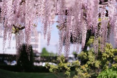 須賀の園②