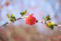 木瓜の花①