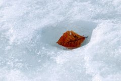 雪解け③