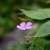 湯の丸の花たち③