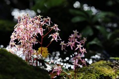 水辺に咲く