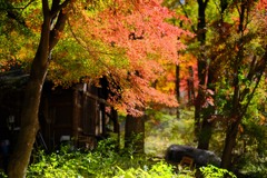 赤城自然園の紅葉③