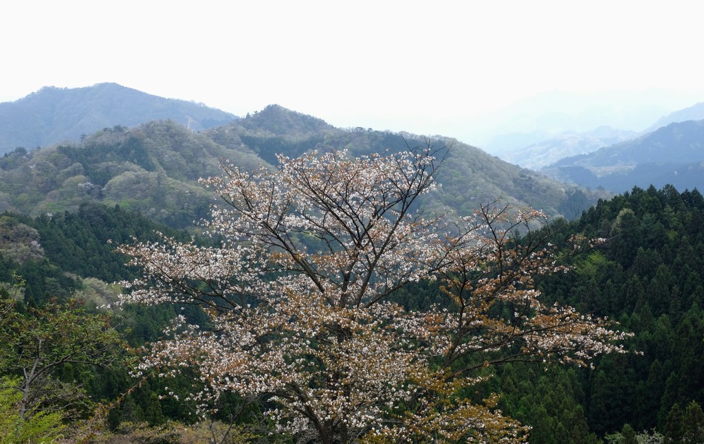 山桜