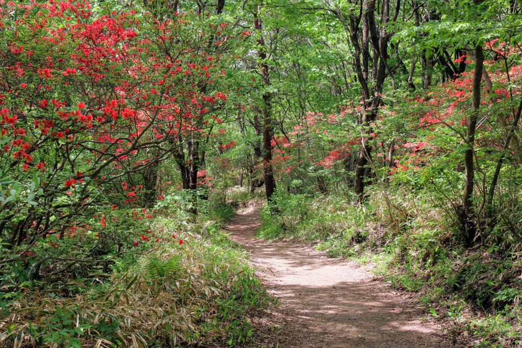 登山道