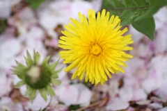 花びらに囲まれて②