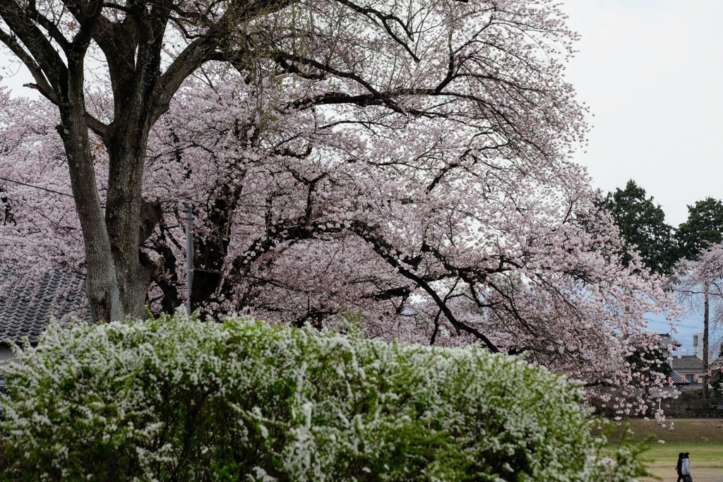 沼田公園②