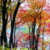 薗原ダム湖の紅葉③