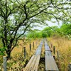 八島ヶ原湿原⑤