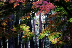 敷島公園の紅葉③