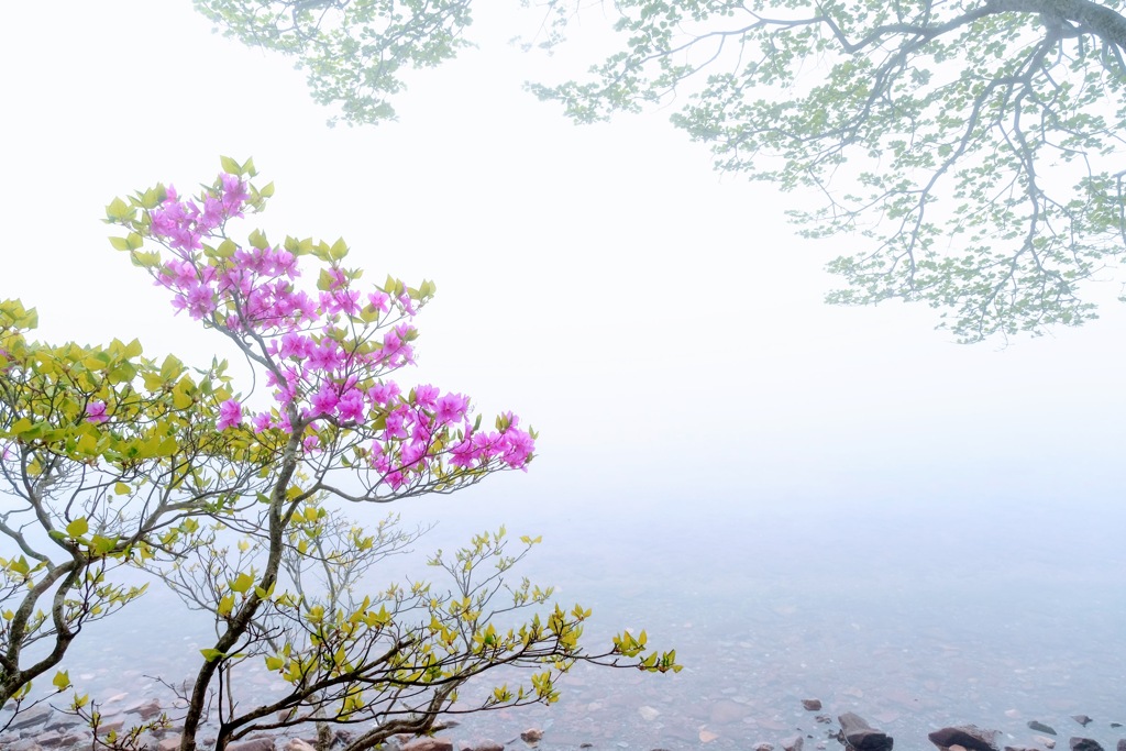 霧の小沼