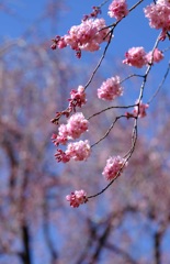 敷島公園の桜①