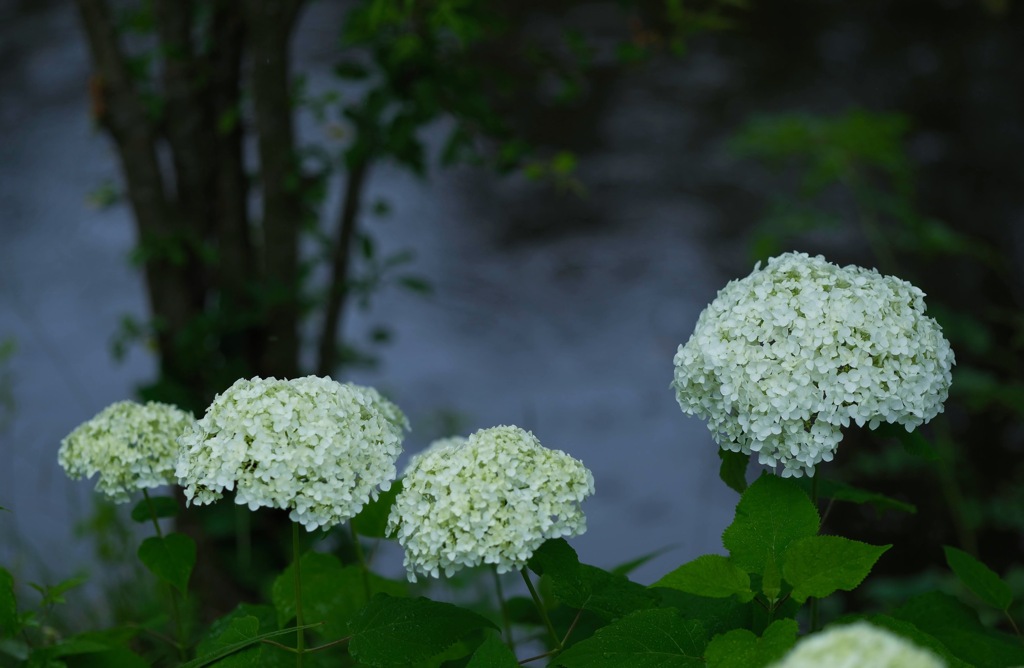 紫陽花