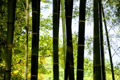 竹林