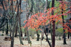 師走の赤城自然園②