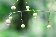 雨あがり