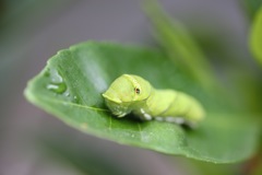 アゲハの幼虫