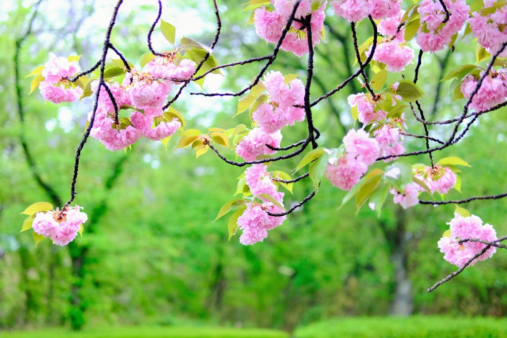 八重桜①