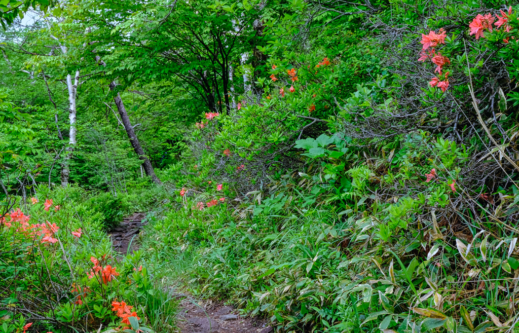 烏帽子岳登山道
