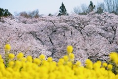 千本桜③