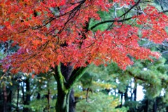敷島公園の紅葉①