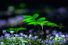 赤城自然園の花③