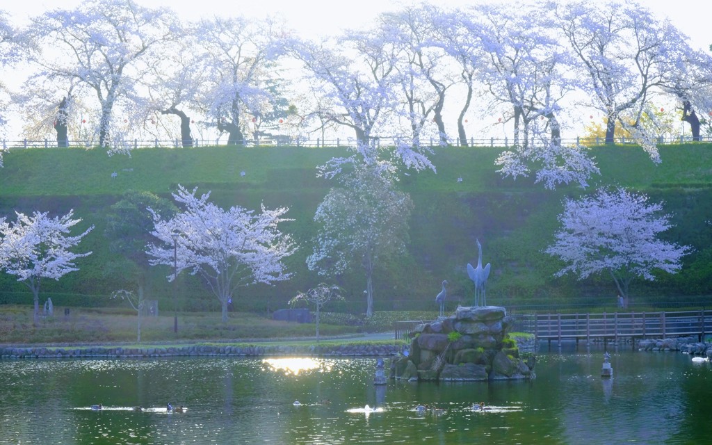 桜①