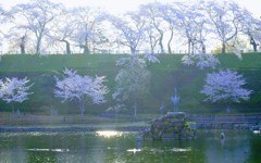 桜①