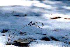 残雪