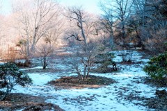 雪化粧