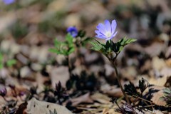 春の野草④