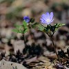 春の野草④