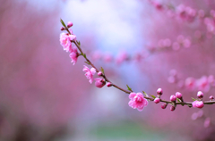 桃の花？