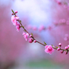 桃の花？